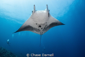 "Showtime"
Manta's are a rare sighting here in Cayman. W... by Chase Darnell 